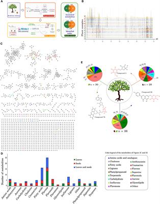 Non-target molecular network and putative genes of flavonoid biosynthesis in Erythrina velutina Willd., a Brazilian semiarid native woody plant